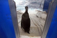 Pingwin Happy Feet wrócił na Antarktydę
