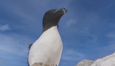 Pingwin na polskiej plaży? Nad Bałtykiem znaleziono dziwnego ptaka