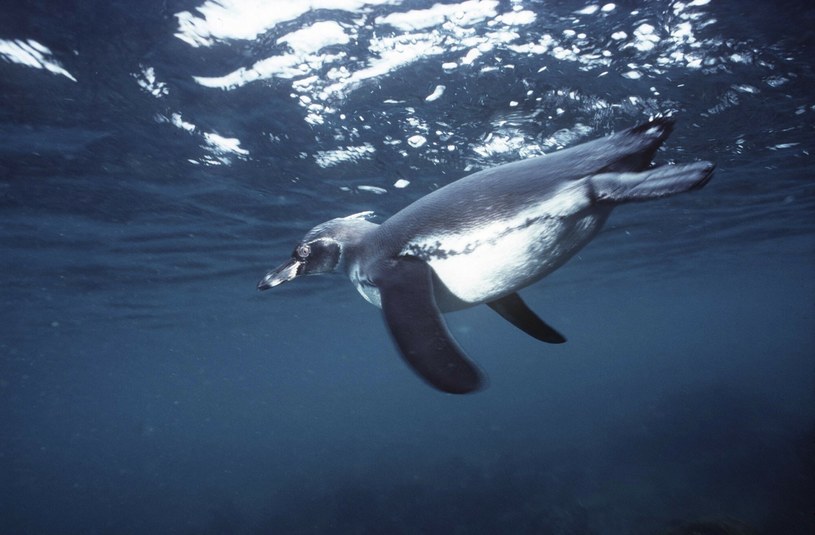 Pingwin nurkuje w Oceanie Spokojnym. Na całym świecie w oceanach pływają też miliardy cząstek plastiku /East News