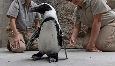 Pingwin otrzymał obuwie ortopedyczne i szansę na lepsze życie