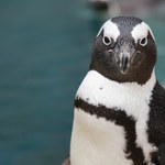 Pingwin w butach ortopedycznych. Pomogli mu pracownicy zoo