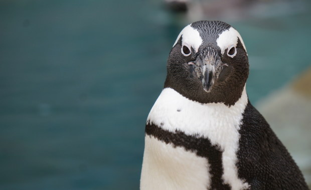 Pingwin w butach ortopedycznych. Pomogli mu pracownicy zoo