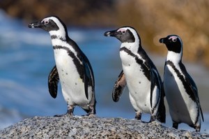 Pingwin z Afryki nad polskim morzem. Na świat przyszło sporo młodych