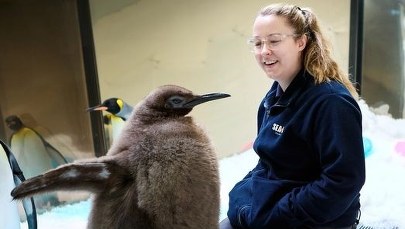 Pingwin "z nadwagą" podbija serca internautów