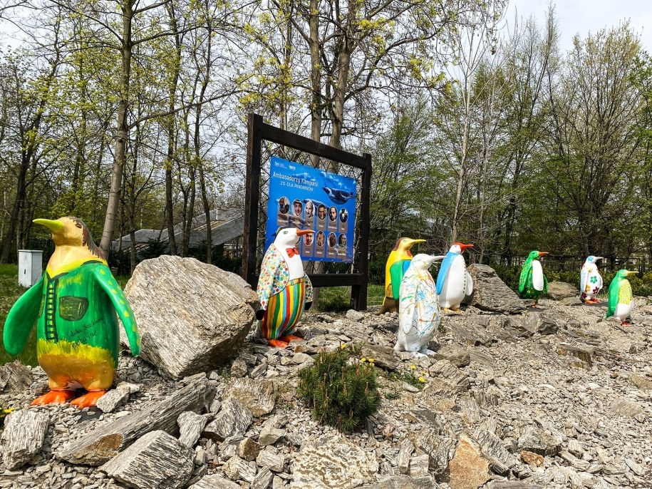 Pingwinia aleja gwiazd. Wrocławskie zoo zachęca do udziału w kampanii "Ratujemy pingwiny" /ZOO Wrocław /Materiały prasowe
