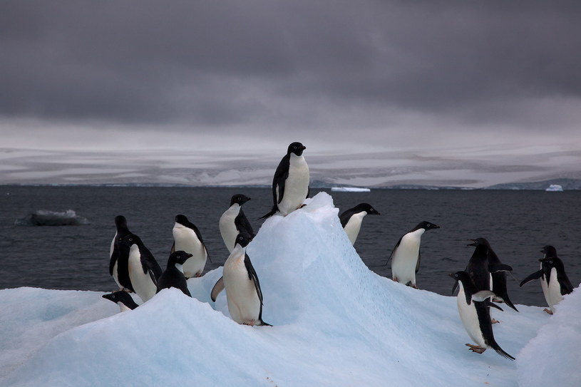 Pingwinów białookich jest o 3,6 mln więcej niż przypuszczaliśmy /materiały prasowe