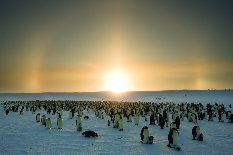 Pingwiny cesarskie podczas swojej długiej wyprawy /Lindsay McCrae