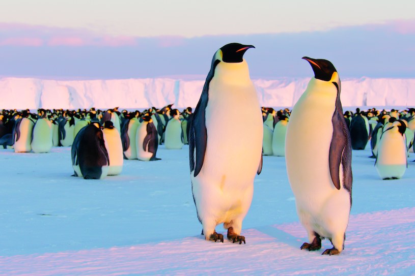 Pingwiny cesarskie w naturalnym środowisku /Lindsay McCrae /materiały prasowe