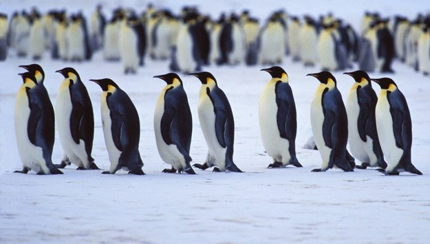 Pingwiny cesarskie. /K. Wothe /PAP/EPA