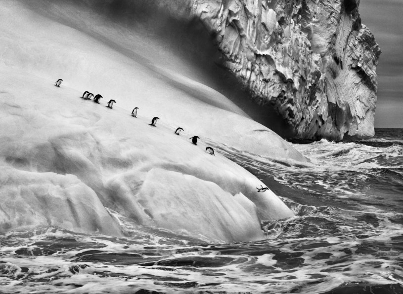 Pingwiny maskowe (Pygoscelis antarctica) na lodowcu znajdującym się pomiędzy Wyspą Zawodowskiego a Wyspą Wysoką. Sandwich Południowy. 2009. “© Sebastião SALGADO / Amazonas images /&nbsp