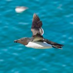 ​"Pingwiny mini" podbijają Lazurowe Wybrzeże