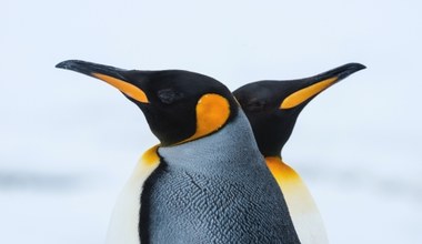 Pingwiny na Antarktydzie zagrożone. Ptasia grypa jest coraz bliżej