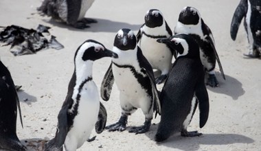 Pingwiny nie lubią obcych akcentów. Nielotne ptaki starają się brzmieć tak, jak ich koledzy
