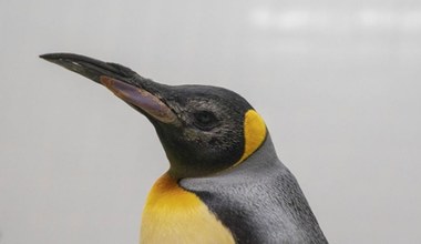 Pingwiny odzyskały wzrok po pionierskiej operacji. Dostały specjalne soczewki