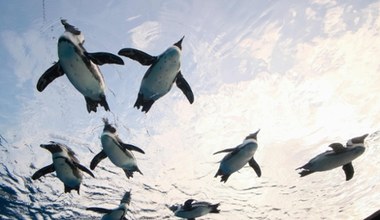 Pingwiny potrafią rozpoznawać wygląd i głosy