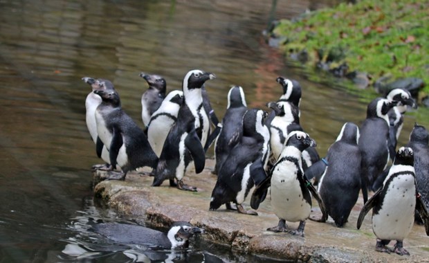 Pingwiny przylądkowe przyszły na świat w gdańskim zoo. Gatunek na skraju wyginięcia