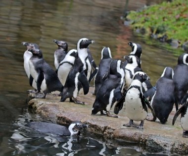 Pingwiny przylądkowe przyszły na świat w gdańskim zoo. Gatunek na skraju wyginięcia