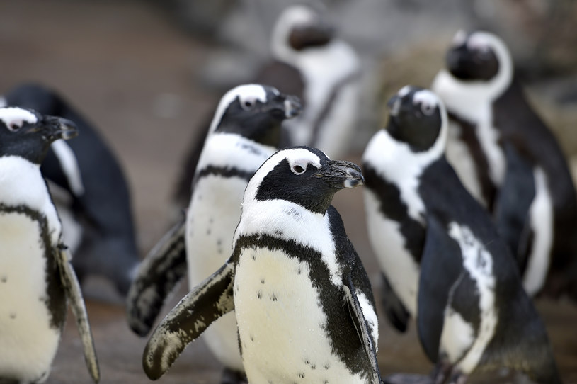 Pingwiny przylądkowe /AFP