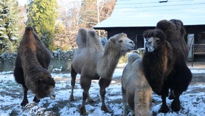 Pingwiny przytyły, wielbłądy zmieniły futro. Zima im niestraszna [ZDJĘCIA i FILM]