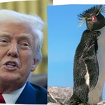 Pingwiny się nie poddają. Walczą z Trumpem w internecie. "Zwijaj się!"