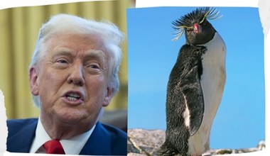 Pingwiny się nie poddają. Walczą z Trumpem w internecie. "Zwijaj się!"