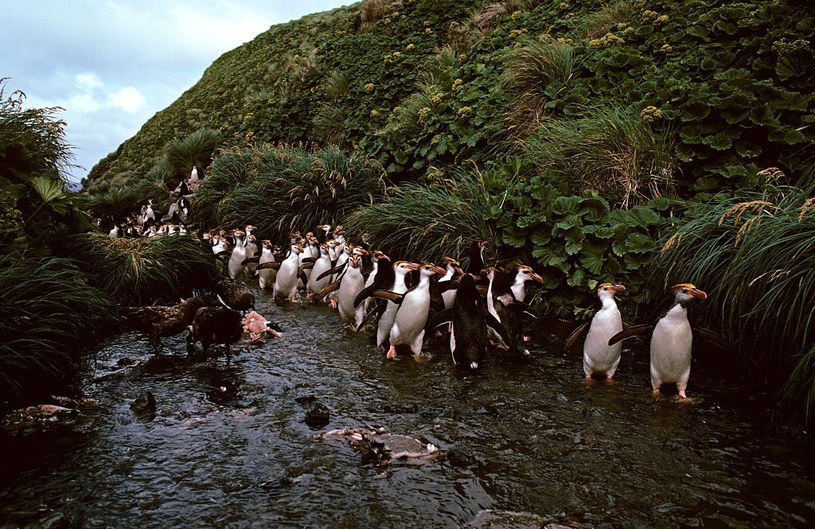 Pingwiny skalne. Prawie cała populacja gatunku żyje na wyspach Tristan da Cunha i Gough na południowym Oceanie Atlantyckim. /Photo by: Auscape/Universal Images Group /Getty Images