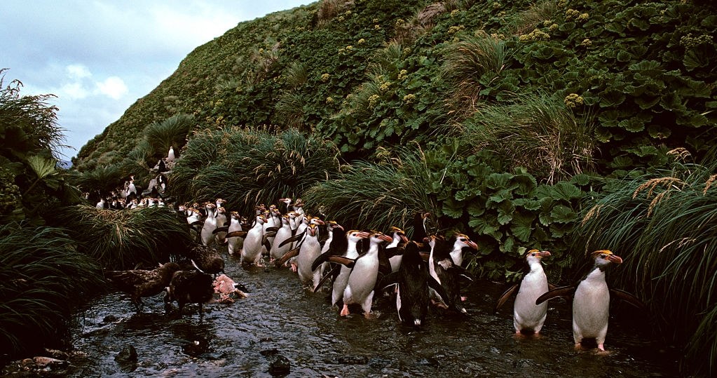 Pingwiny skalne. Prawie cała populacja gatunku żyje na wyspach Tristan da Cunha i Gough na południowym Oceanie Atlantyckim. /Photo by: Auscape/Universal Images Group /Getty Images