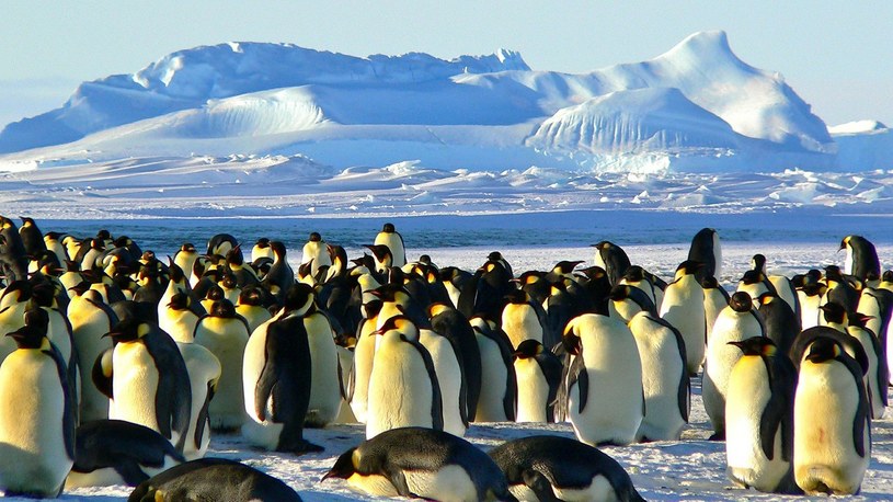 Pingwiny tak naprawdę pochodzą z… Australii i Nowej Zelandii, a nie Antarktydy /Geekweek