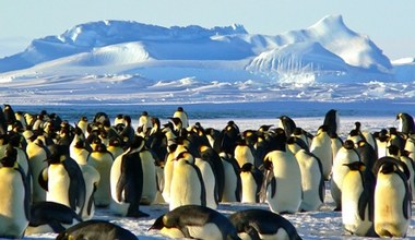 Pingwiny tak naprawdę pochodzą z… Australii i Nowej Zelandii, a nie Antarktydy