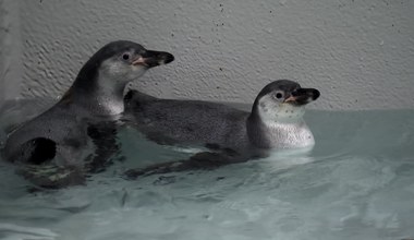 Pingwiny w krakowskim zoo