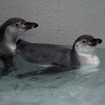 Pingwiny w krakowskim zoo