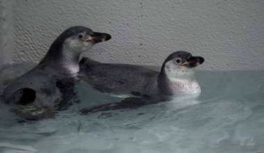 Pingwiny w krakowskim zoo