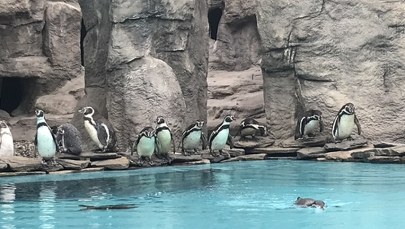 Pingwiny w Śląskim Ogrodzie Zoologicznym wyszły na zewnątrz