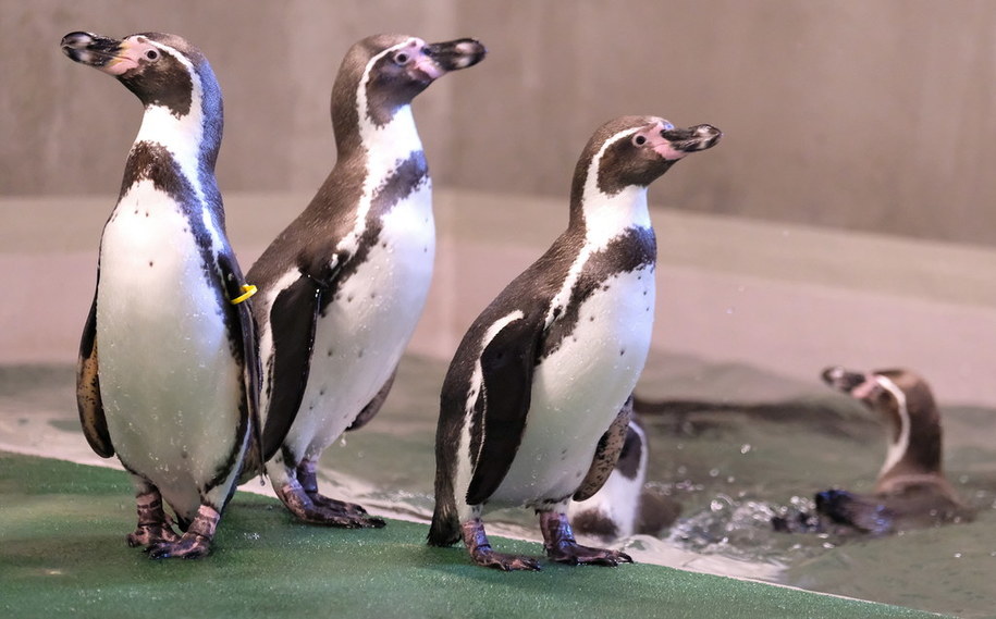 Pingwiny w śląskim zoo. /Andrzej  Grygiel /PAP