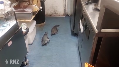 Pingwiny-włóczęgi w food trucku z sushi. Potrzebna była interwencja służb