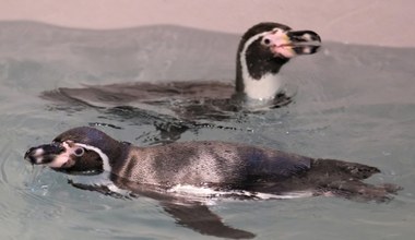 Pingwiny wróciły do chorzowskiego zoo po 43 latach