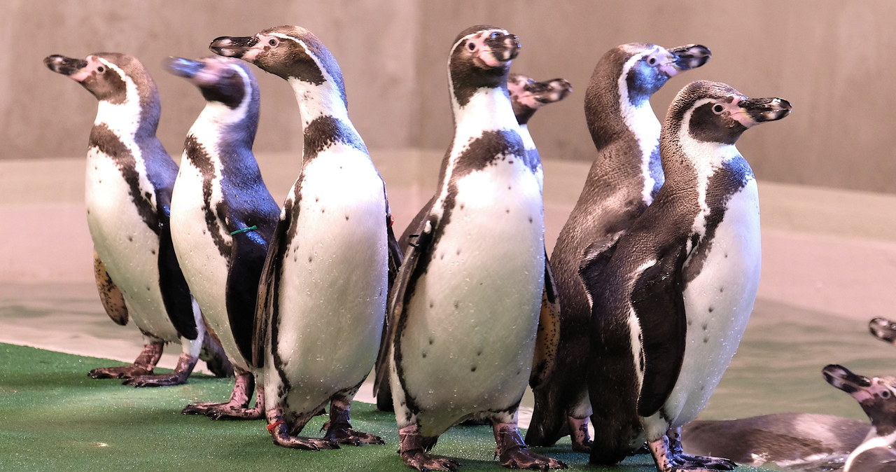 Pingwiny wróciły do śląskiego zoo