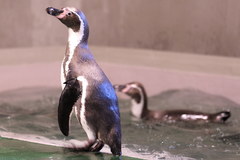 Pingwiny wróciły do śląskiego zoo