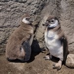 Pingwiny wykluły się w chorzowskim zoo. Maluchy ciągle czekają na imiona