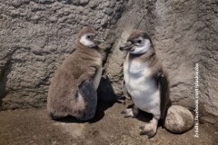 Pingwiny wykluły się w chorzowskim zoo. Maluchy ciągle czekają na imiona