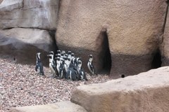 Pingwiny zamieszkały we Wrocławiu!