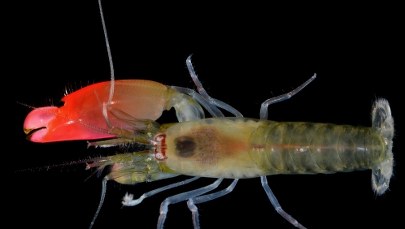 Pink Floyd mają swoją... krewetkę