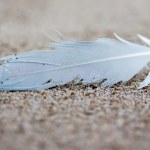 paleontologia Pióro okazało się skarbem. Pokazało, że ptaki przebijały nawet dinozaury