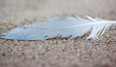 Pióro okazało się skarbem. Pokazało, że ptaki przebijały nawet dinozaury