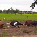 Piorun trafił w elektrycznego pastucha. Siedem koni zginęło w Holandii