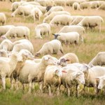 Piorun zabił połowę stada owiec. Prawie setka martwych zwierząt