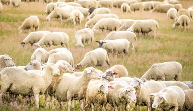 Piorun zabił połowę stada owiec. Prawie setka martwych zwierząt