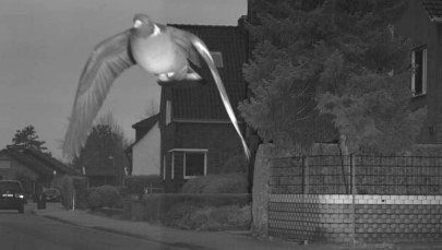 Pirat drogowy przyłapany na gorącym uczynku. Szarżę uwiecznił fotoradar