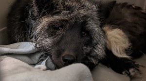 Pirat to najsmutniejszy lis w Polsce. Uratowano go z piekła