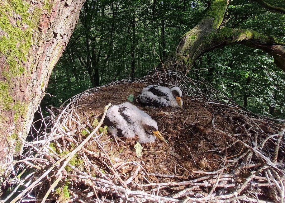 Pisklęta bociana czarnego w gnieździe (fot. Jakub Pruchniewicz/Regionalna Dyrekcja Lasów Państwowych w Poznaniu) /